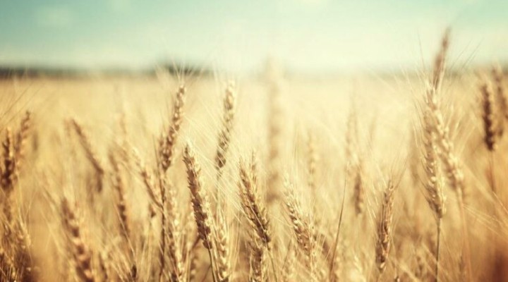 TÜİK açıkladı: Buğday üretimi geçen yıla göre yüzde 14 azalacak!