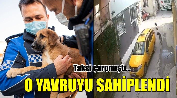 Taksi çarpmıştı... O yavruyu sahiplendi!