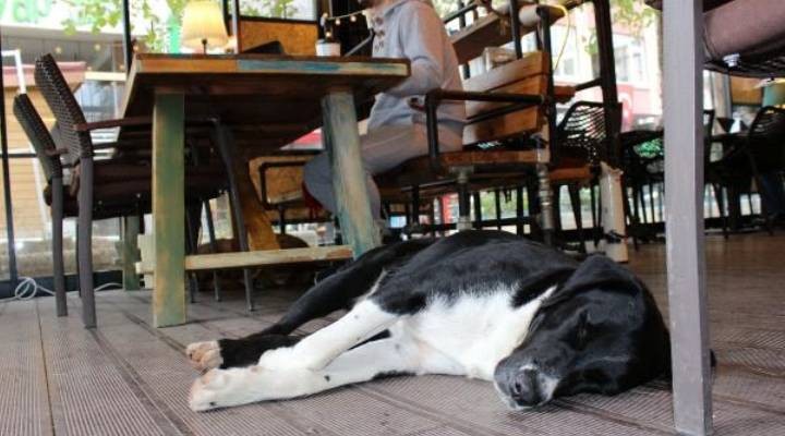 Tartışmalı uygulama tüm restoranlarda zorunlu olacak