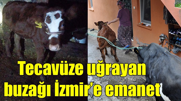 Tecavüze uğrayan buzağı İzmir e emanet!