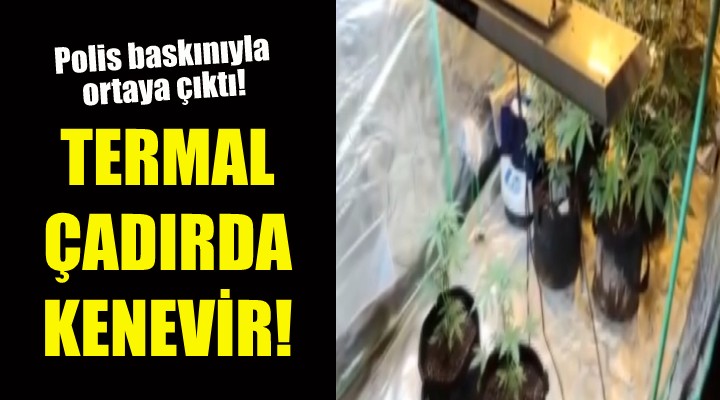 Termal çadırda kenevir yetiştirdiler!