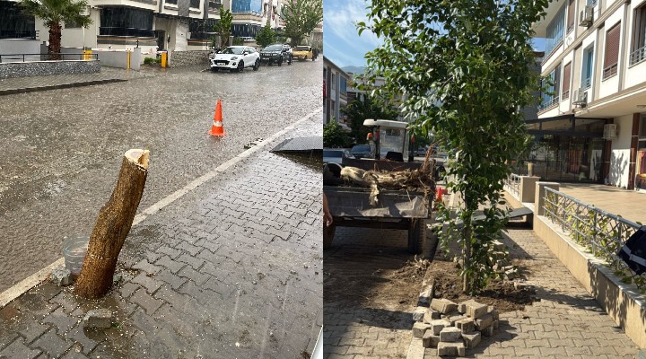 Tire Belediyesi, katledilen ağacın yerine yenisini dikti