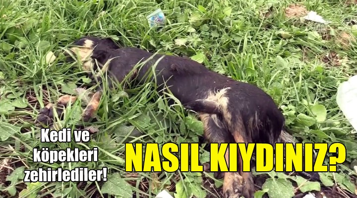 İzmir de kedi ve köpekleri zehirlediler!