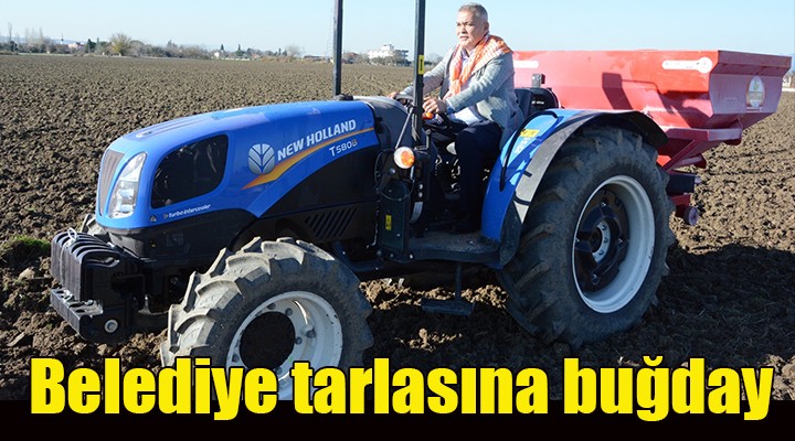 Torbalı Belediyesi, tarlalarına buğday ekti