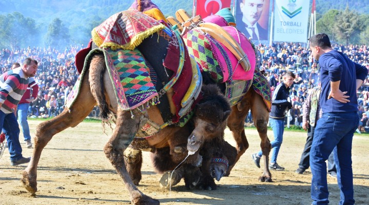 Torbalı da Deve Güreşi festivali!