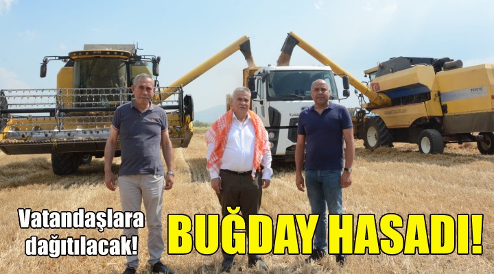 Torbalı da buğday hasadı!