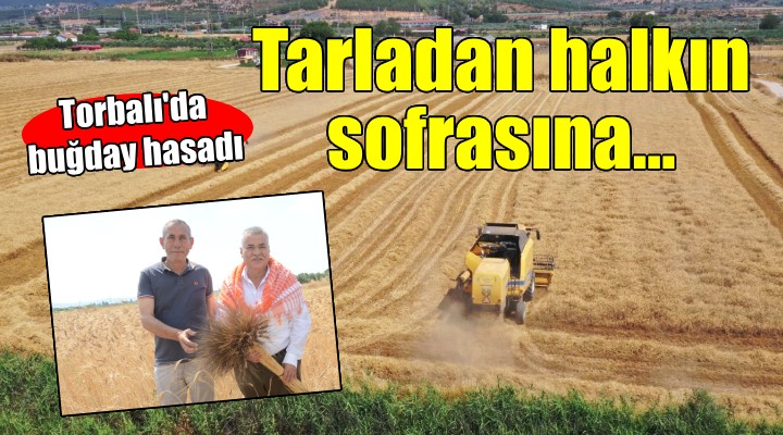 Torbalı da buğday hasadı... Halkın tarlasından halkın sofrasına!