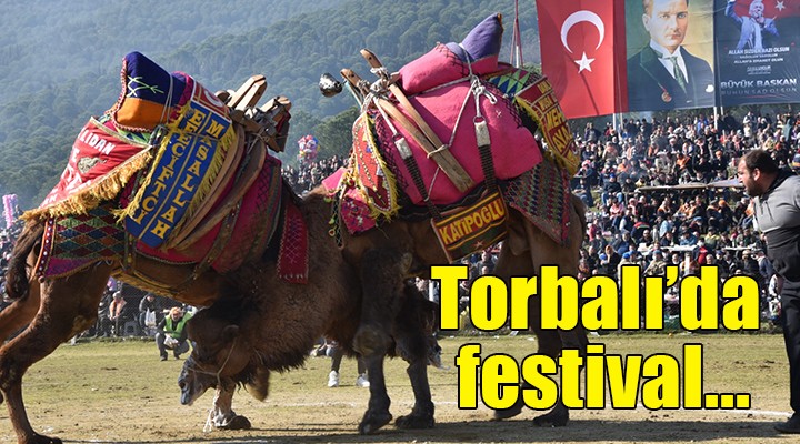 Torbalı da deve güreşi festivali...