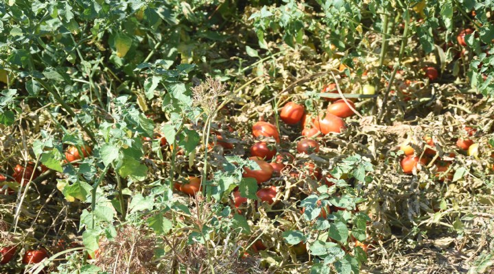 Torbalı da domates sevinci