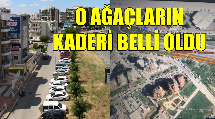 Tramvay için sökülecek ağaçların kaderi belli oldu