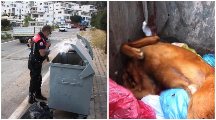 Tüfekle vurduğu köpeği çöpe attı!