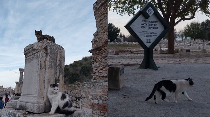 Turistler gitti, Efes onlara kaldı... ANTİK KEDİLER!