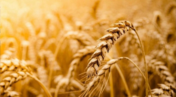 Tahıl krizinde yeni gelişme!