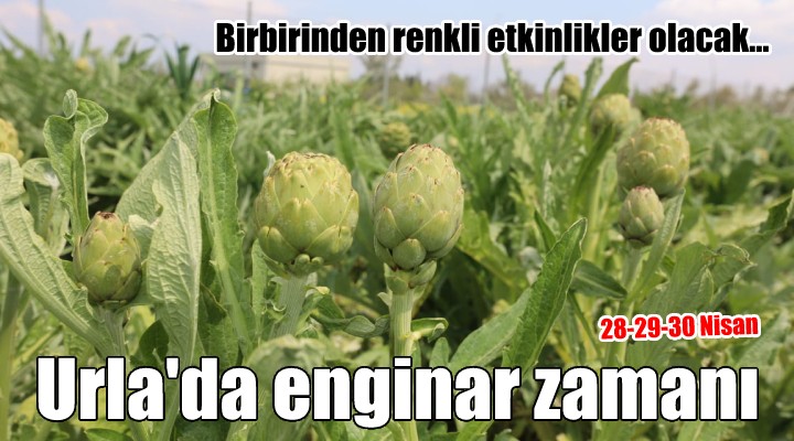 Urla da enginar coşkusu için geri sayım...