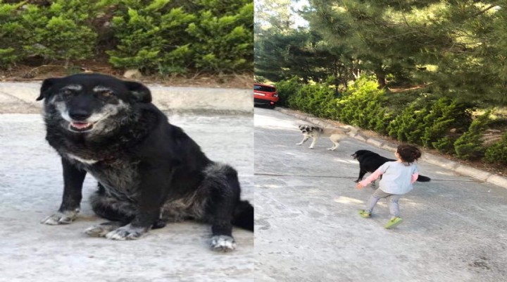 Urla da köpek katliamı!