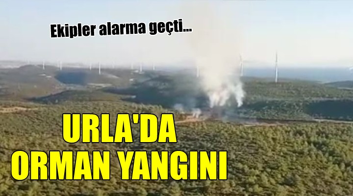 Urla da orman yangını...