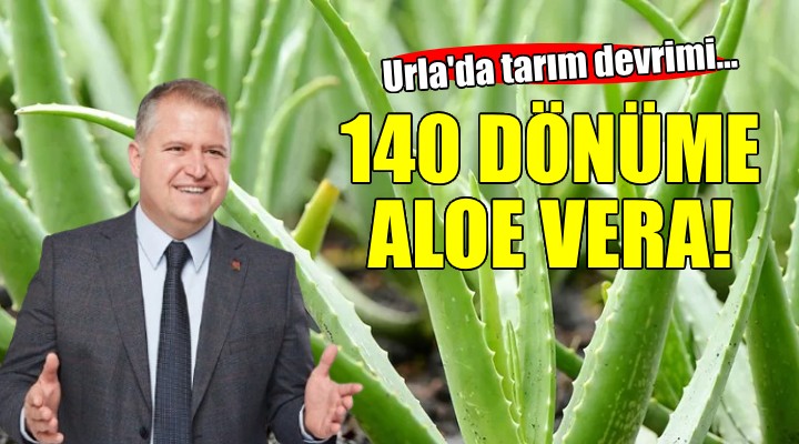 Urla da tarım devrimi... 140 dönüm araziye aloe vera dikilecek!