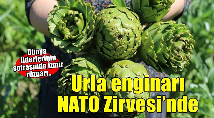 Urla’nın sakız enginarı NATO Zirvesi’nde