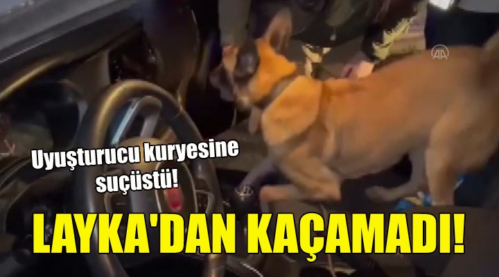 Uyuşturucu kuryesi Layka dan kaçamadı!