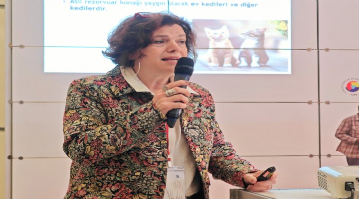 Uzmanından ‘kedi dışkısı ve çiğ et’ uyarısı: Beyni etkileyen sinsi risk