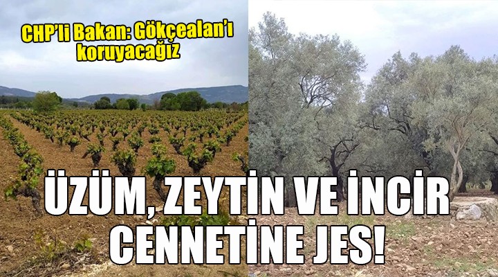 Üzüm, zeytin ve incir cennetine JES!