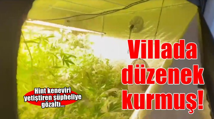 Villada kurduğu serada Hint keneviri yetiştiren şüpheliye gözaltı
