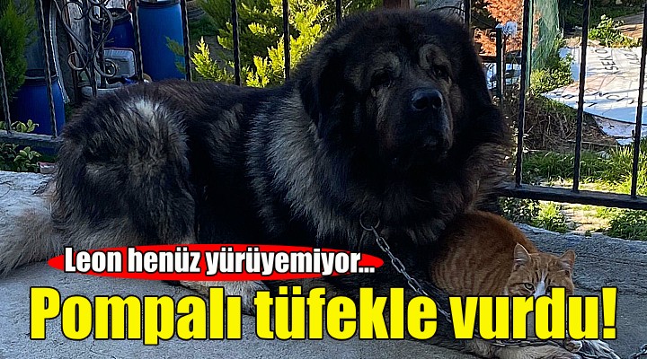 Yakalamak istediği köpeği pompalı tüfekle vurdu!