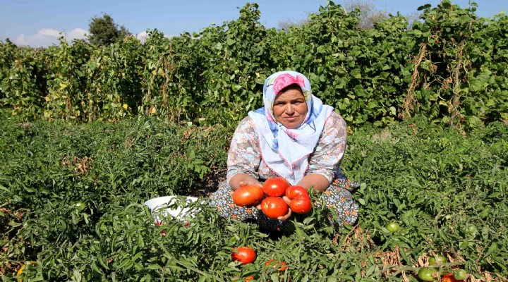 Yamanlar Domatesi tezgahlara dönüyor