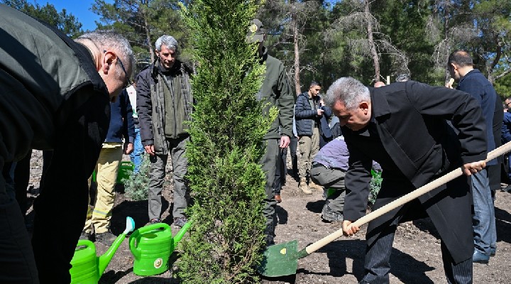 Yanan orman arazisi yeşillenecek!