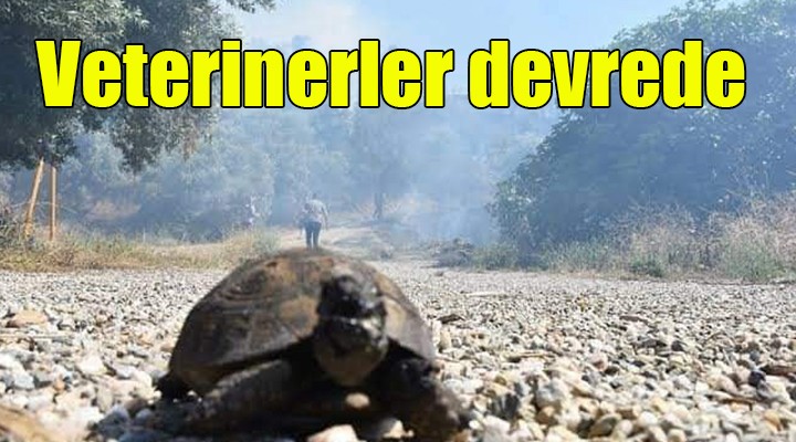 Yangında yaralanan hayvanlar için veterinerler devrede