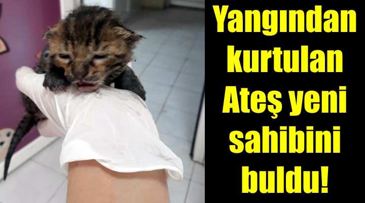 Yangından kurtulan kedi Ateş sahibini buldu