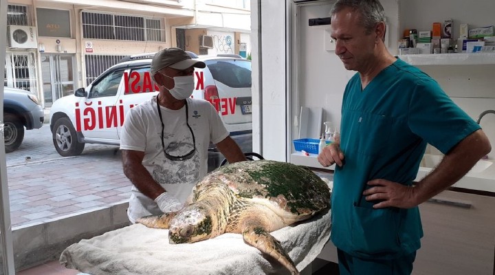 Yaralı caretta tedavi altına alındı