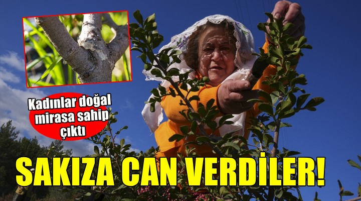 Yarımada kadınları sakız ağacına can verdi