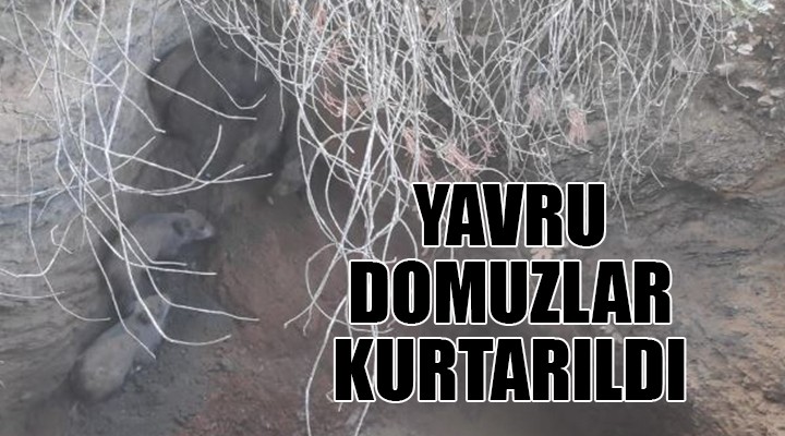 Yavru domuzlar kurtarıldı