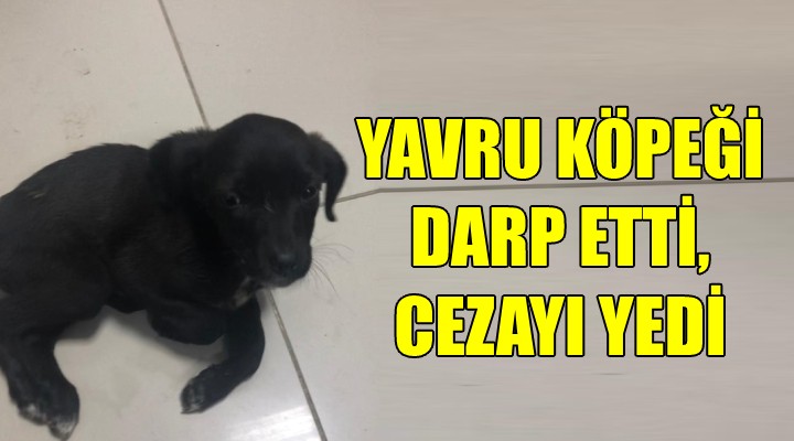 Yavru köpeği darp etti, cezayı yedi