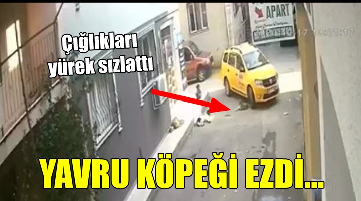 Yavru köpeği ezdi...