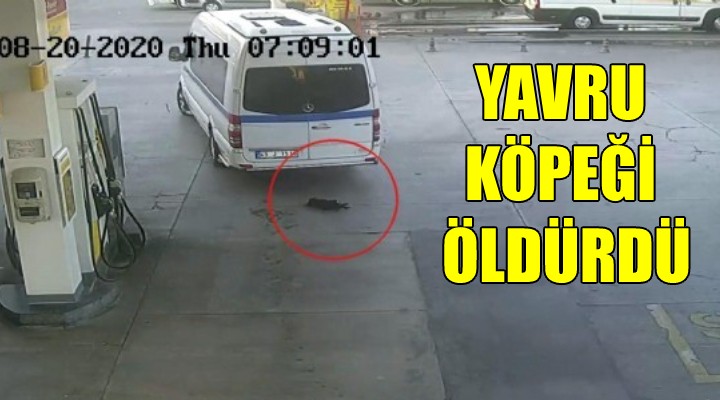 Yavru köpeği ezen şoför serbest bırakıldı