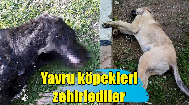 Yavru köpekleri zehirlediler