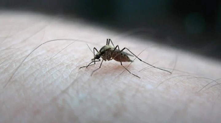 Yaz bitti, sinekler gitmedi... İşte nedeni!