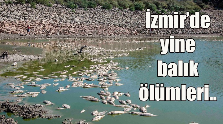 Yine Dikili... Yine balık ölümleri...