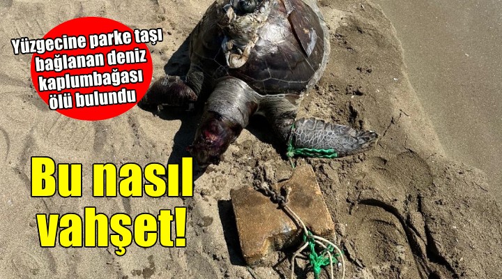 Yüzgecine parke taşı bağlanan deniz kaplumbağası ölü bulundu