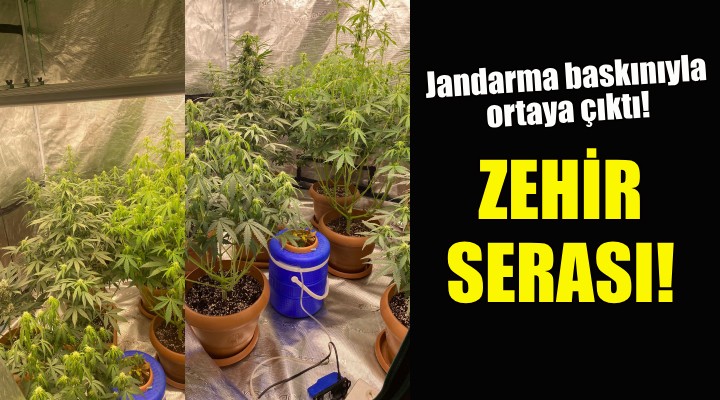 Zehir serası... Jandarma baskınıyla ortaya çıktı!