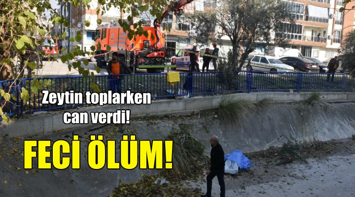 Zeytin toplarken can verdi!