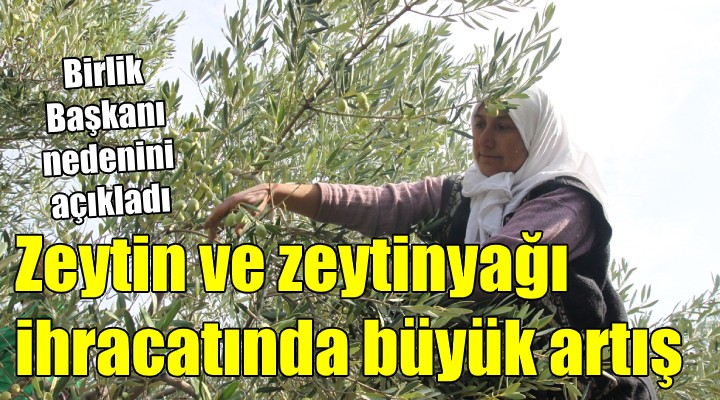 Zeytin ve zeytinyağı ihracatında büyük artış!