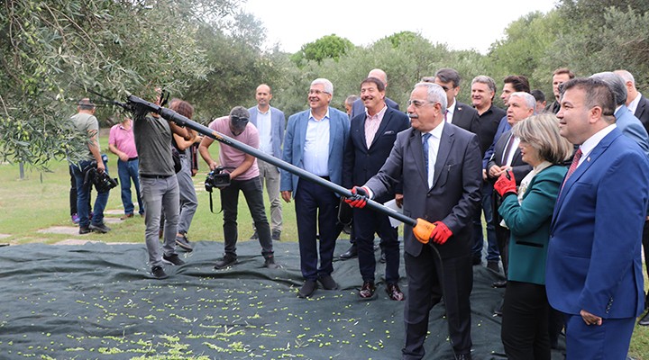 Zeytin ve zeytinyağı rekolte tahminleri açıklandı