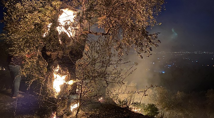 Zeytinlik yangını kontrol altına alındı