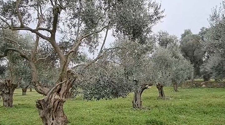 Zeytinliklere madencilik kararına bir tepki de Tire den