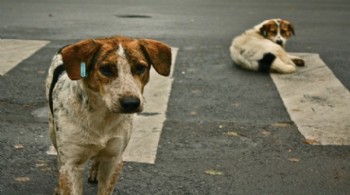 İstanbul'da da sokak köpeklerini beslemek yasaklandı