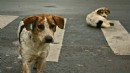 İstanbul'da da sokak köpeklerini beslemek yasaklandı
