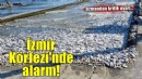 'İzmir Körfezi'nde yeniden balık ölümleri olacak'